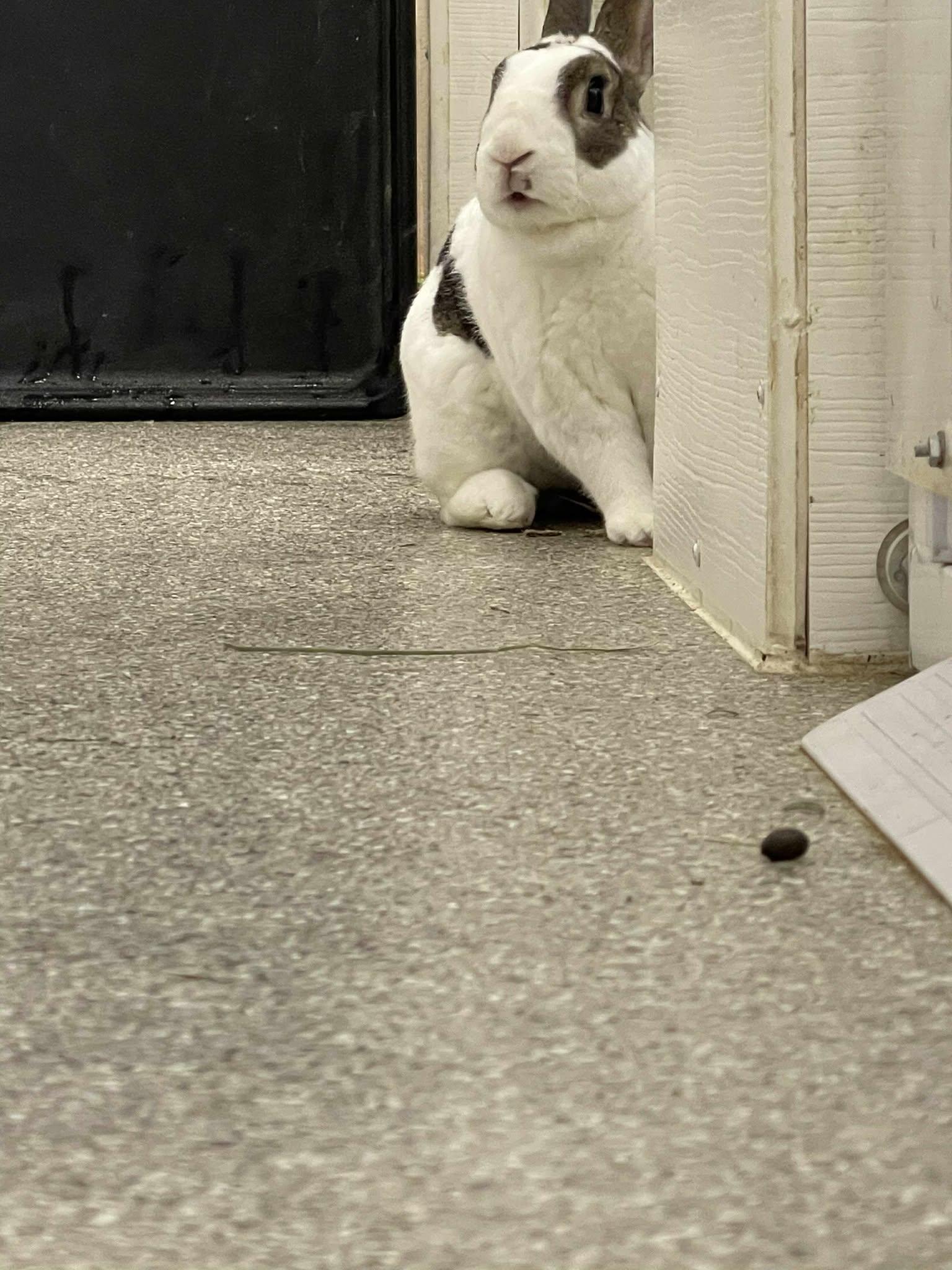 Enlarge Twist, a Adoptable Rex in Whitehall, PA image 2/6