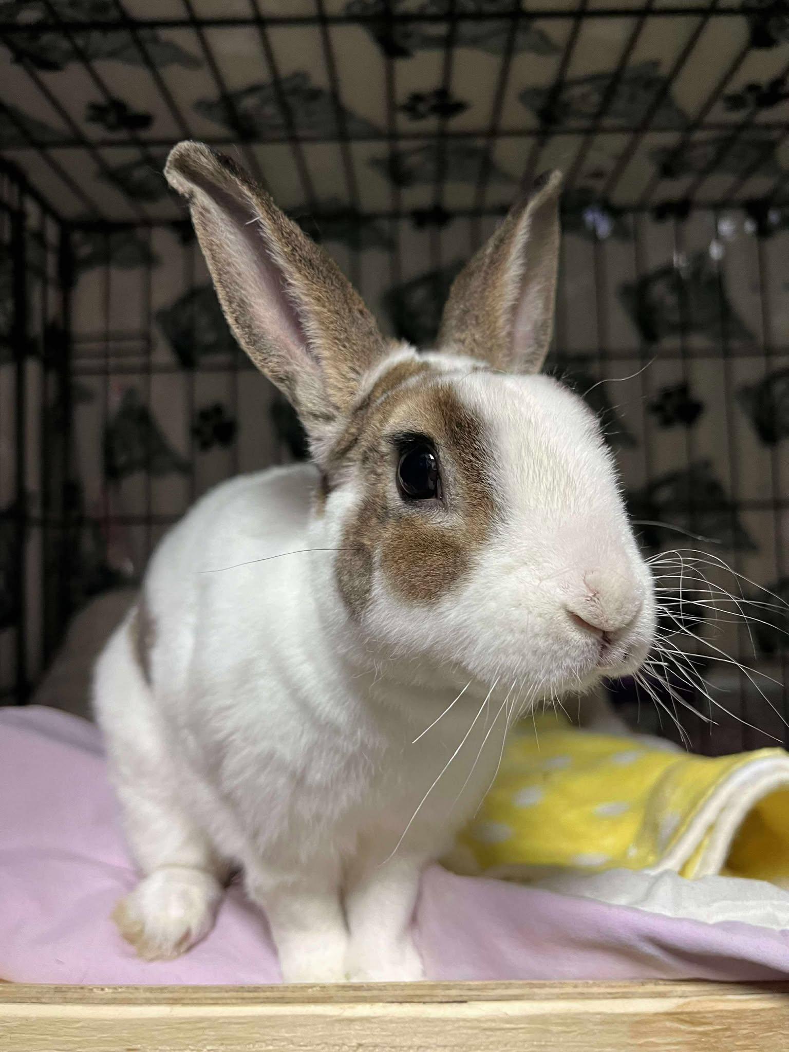 Enlarge Twist, a Adoptable Rex in Whitehall, PA image 3/6