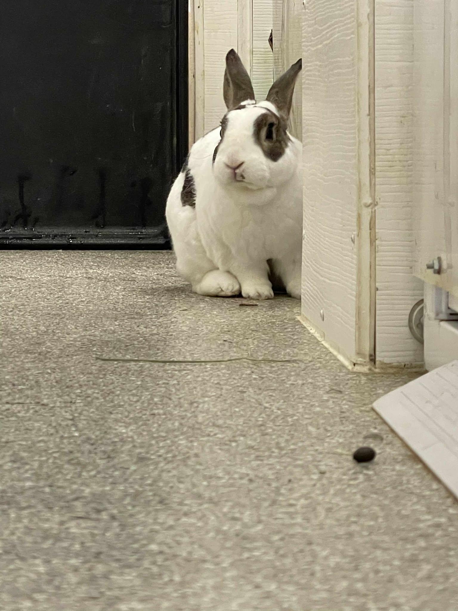 Enlarge Twist, a Adoptable Rex in Whitehall, PA image 4/6