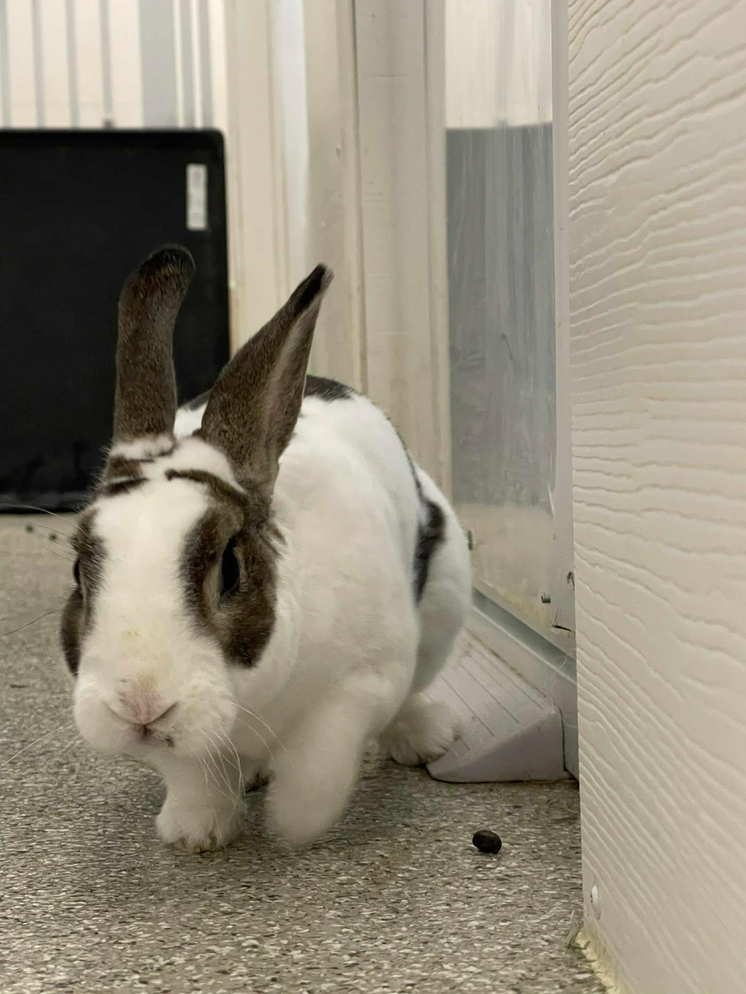 Enlarge Twist, a Adoptable Rex in Whitehall, PA image 5/6