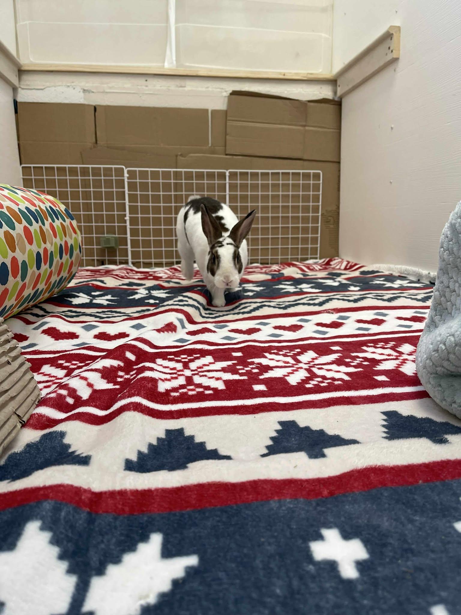 Enlarge Twist, a Adoptable Rex in Whitehall, PA image 6/6