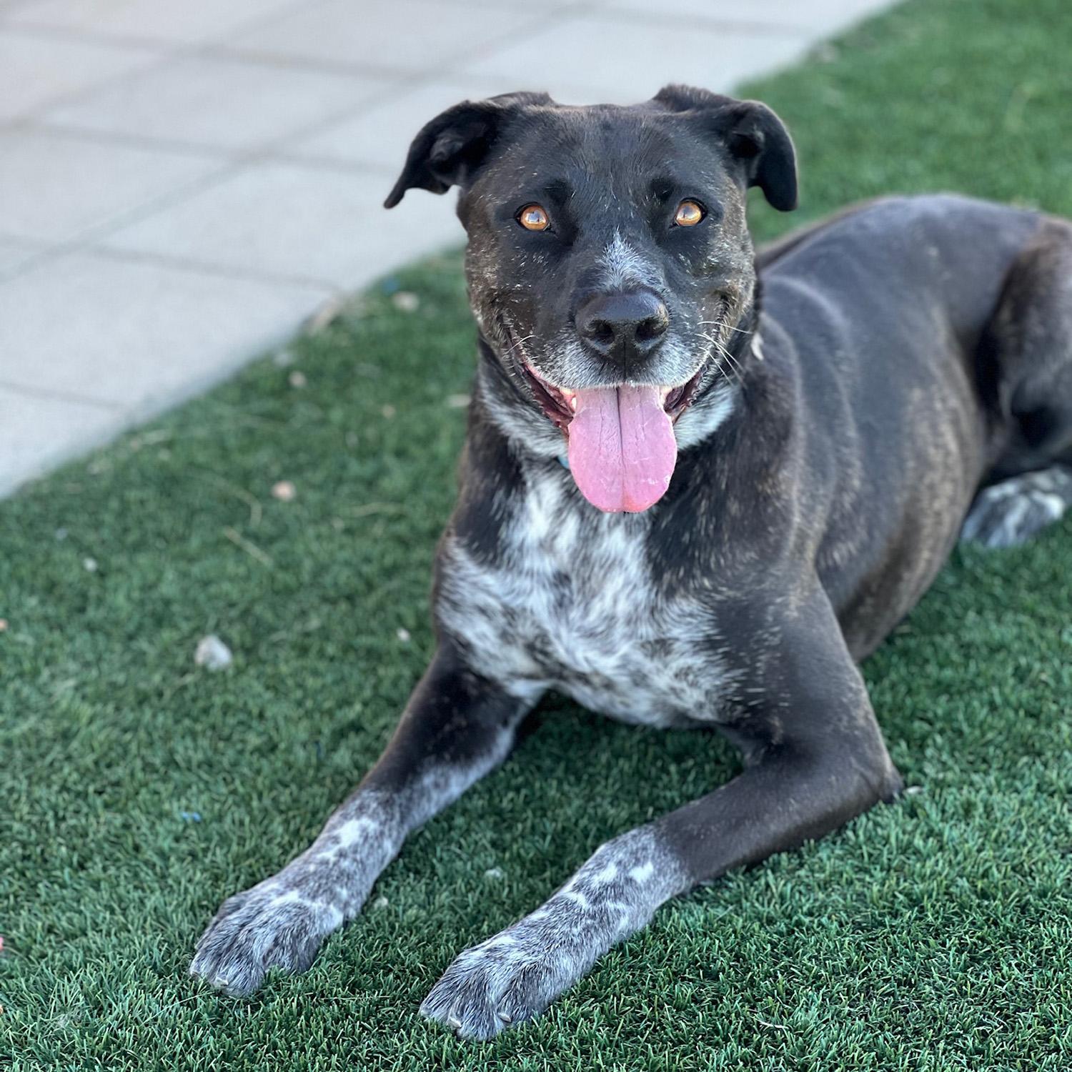 Clover, a Adoptable mixed breed in Marina Del Rey, CA image 1/6