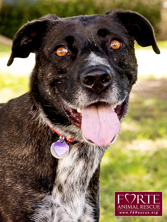 Clover, a Adoptable mixed breed in Marina Del Rey, CA image 2/6