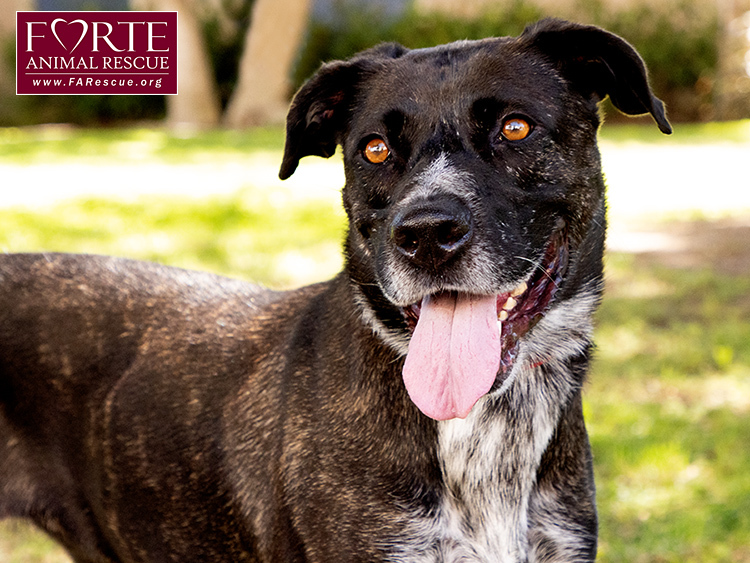 Clover, a Adoptable mixed breed in Marina Del Rey, CA image 3/6