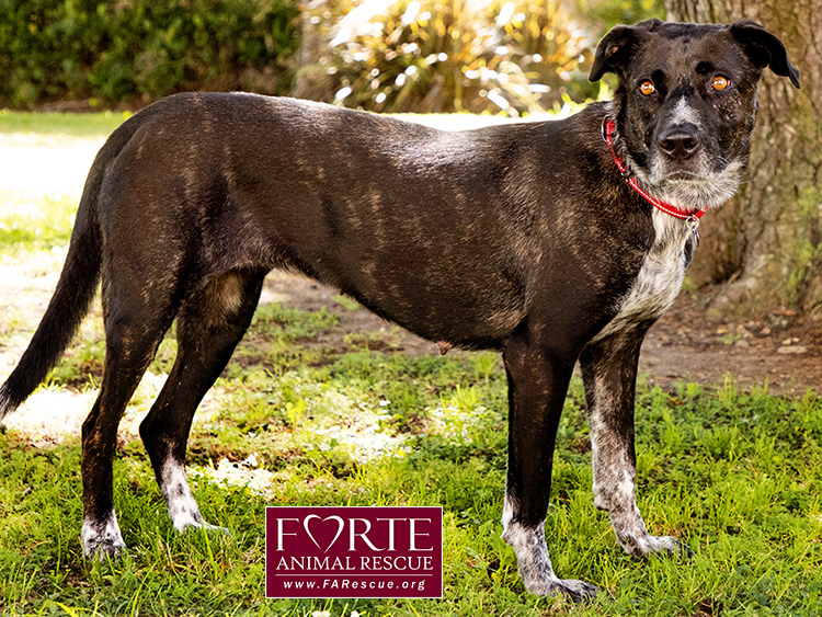 Clover, a Adoptable mixed breed in Marina Del Rey, CA image 5/6
