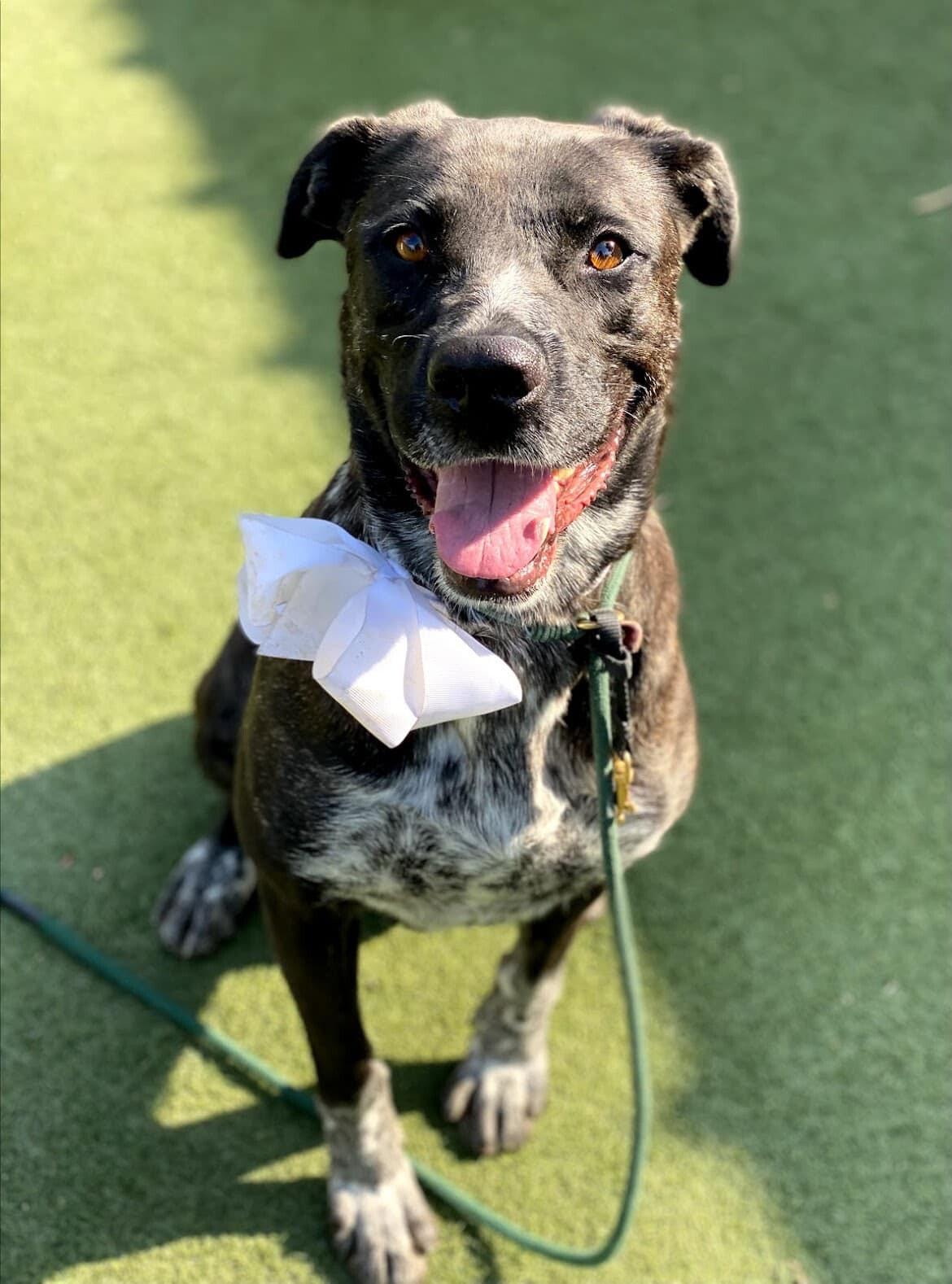 Clover, a Adoptable mixed breed in Marina Del Rey, CA image 4/6