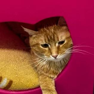 Enlarge Mimolette, a Adoptable Domestic Short Hair in Boulder, CO image 1/2