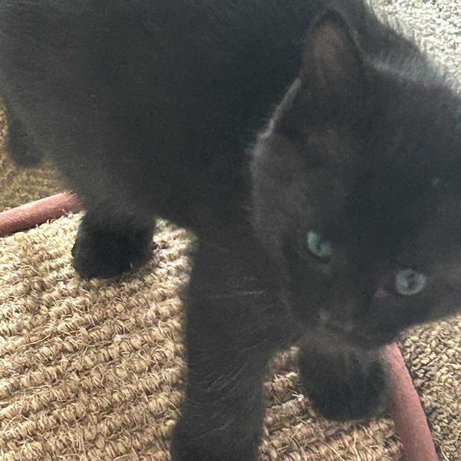 Enlarge Fluffy, a Adoptable Domestic Short Hair in Sioux Falls, SD image 1/1