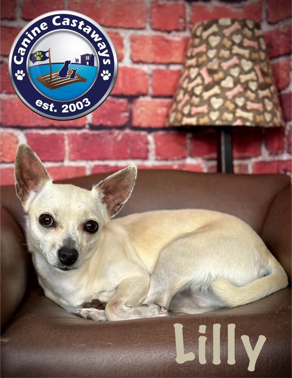 Lilly, a Adoptable Chihuahua in Arcadia, FL image 4/6