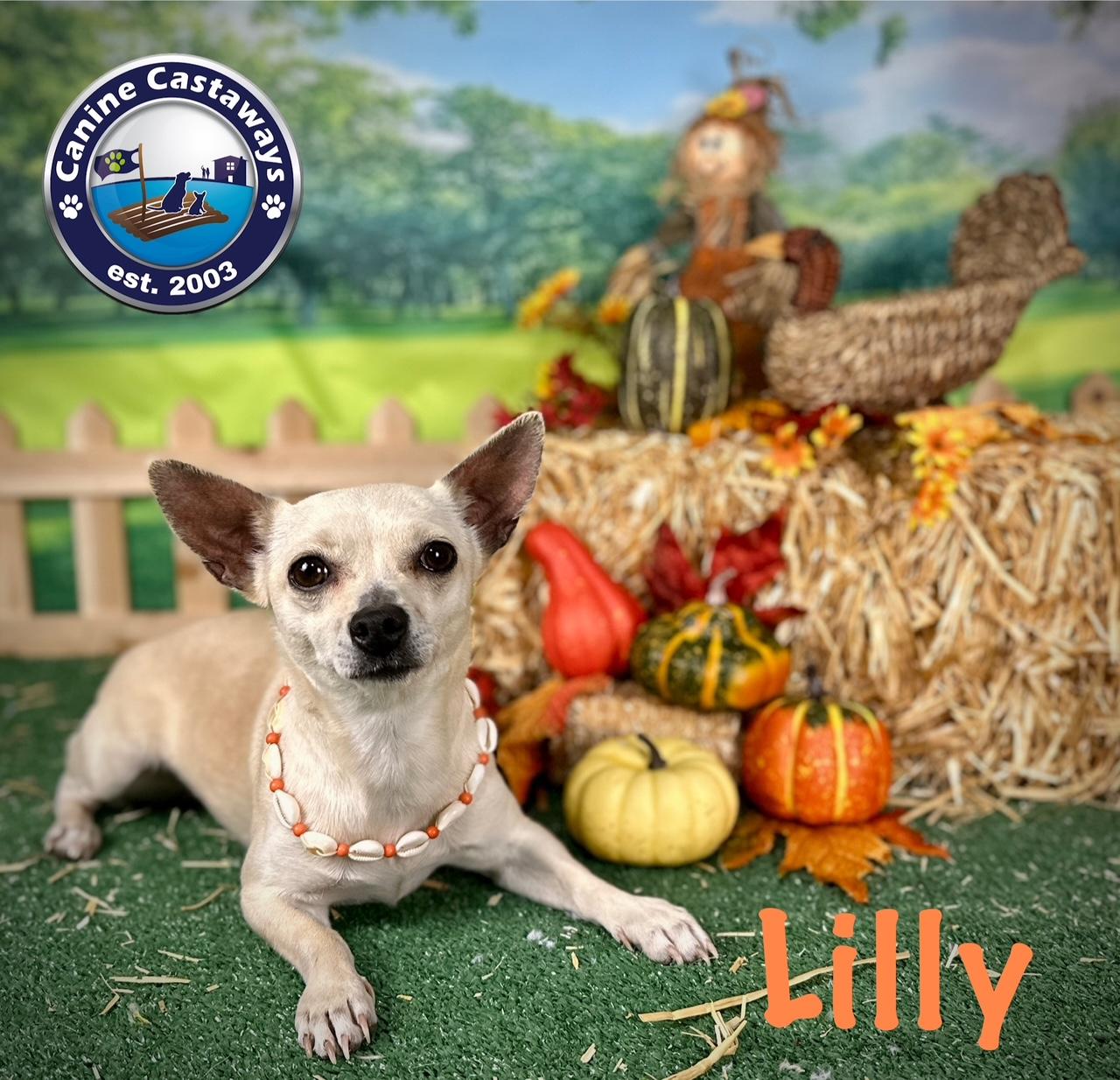 Lilly, a Adoptable Chihuahua in Arcadia, FL image 5/6