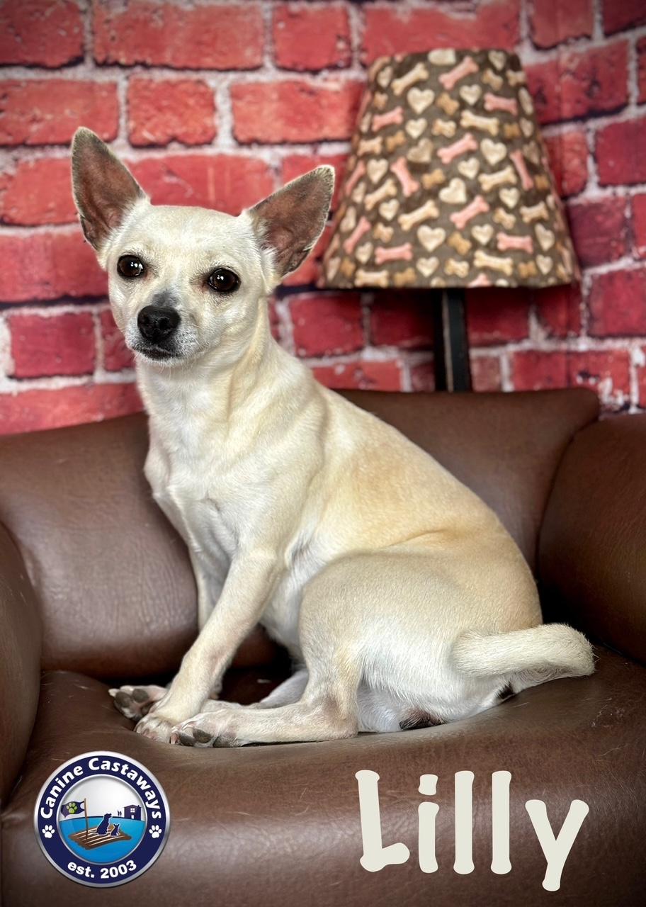 Lilly, Adoptable, Adult Female Chihuahua.