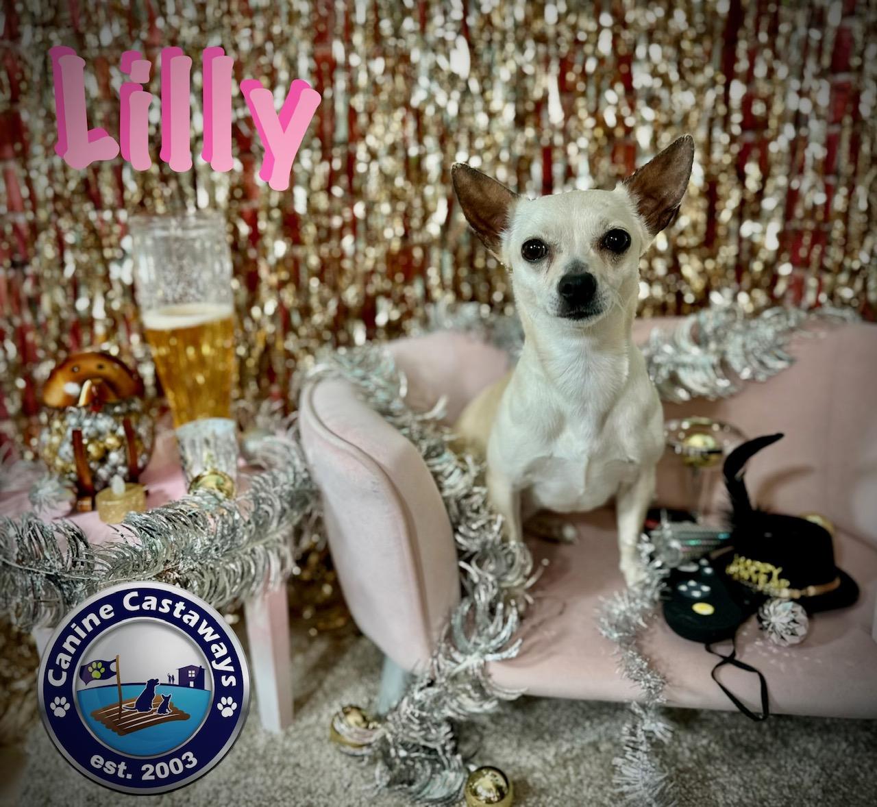 Lilly, Adoptable, Adult Female Chihuahua.