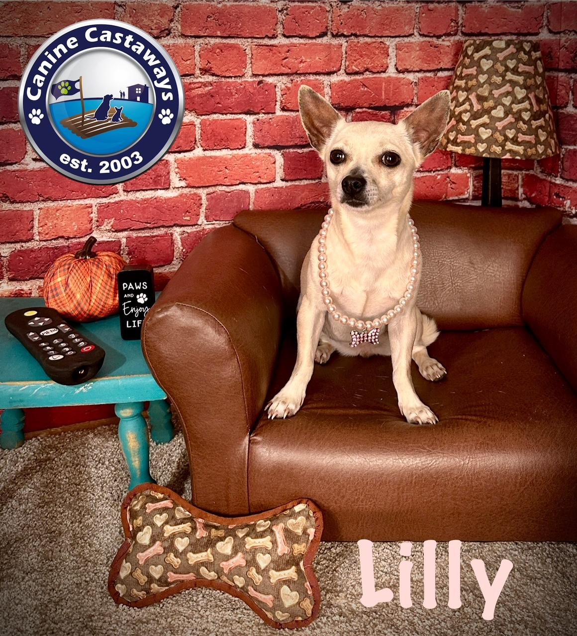 Lilly, a Adoptable Chihuahua in Arcadia, FL image 2/6