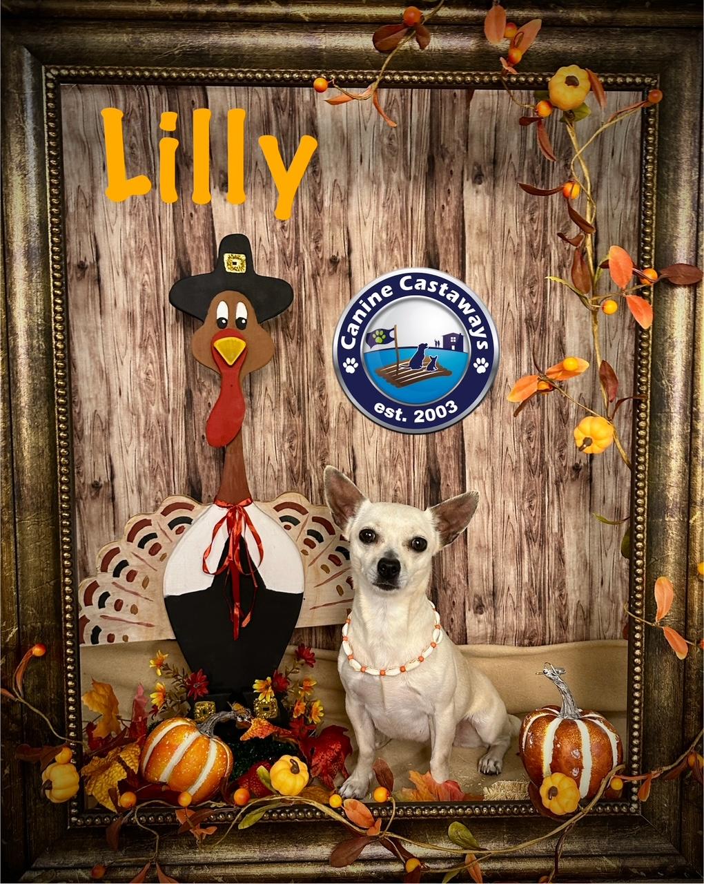 Lilly, a Adoptable Chihuahua in Arcadia, FL image 3/6