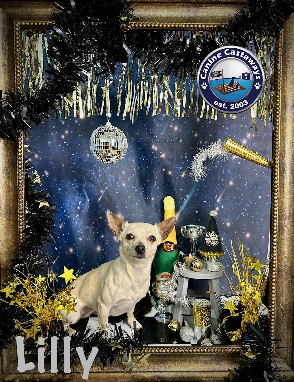 Enlarge Lilly, a Adoptable Chihuahua in Arcadia, FL image 5/6