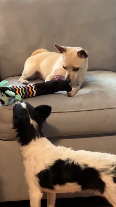 Enlarge Lilly, a Adoptable Chihuahua in Arcadia, FL video 6/6