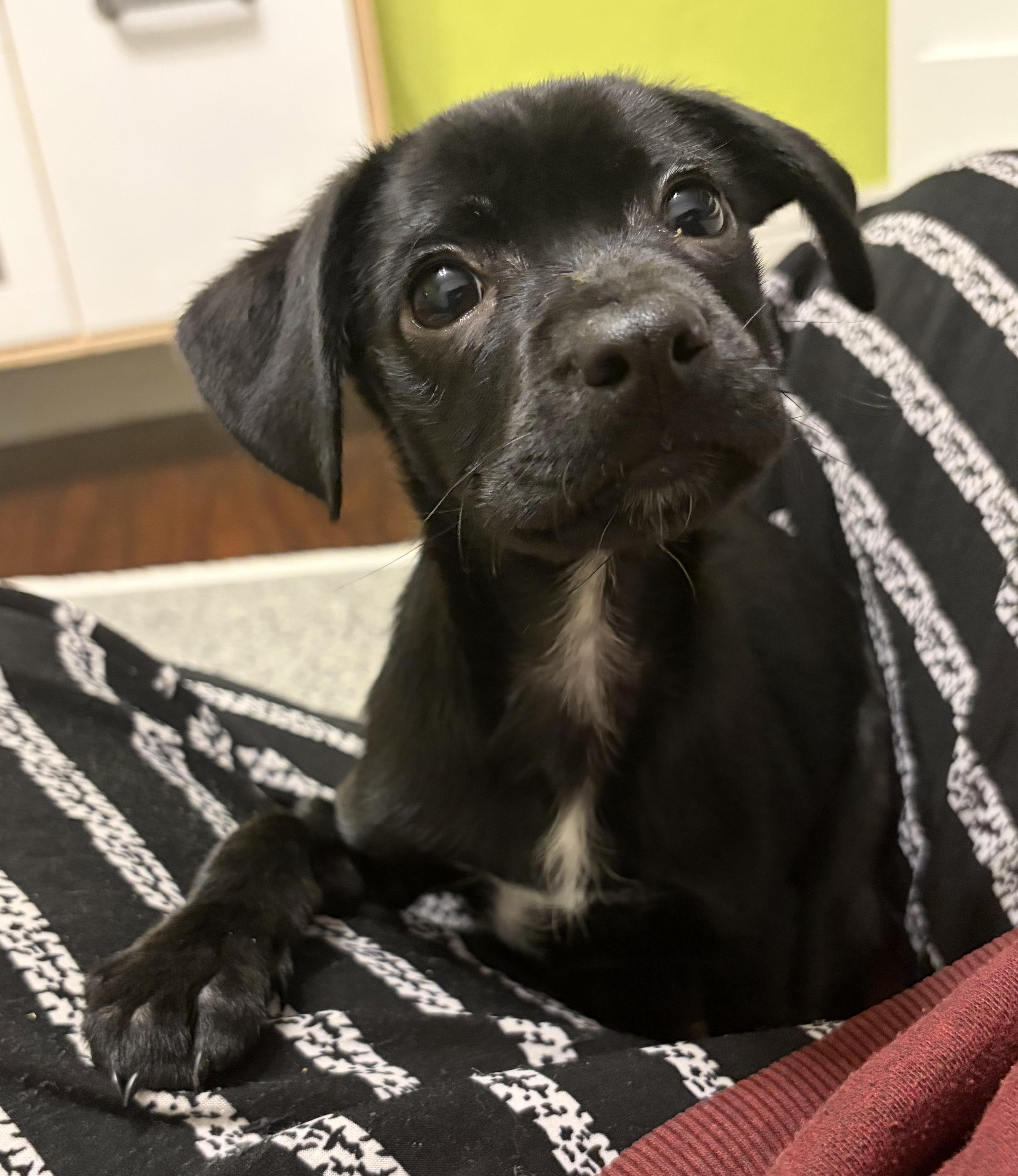 Enlarge Clover, a ADOPTABLE mixed breed in Penryn, CA image 3/3
