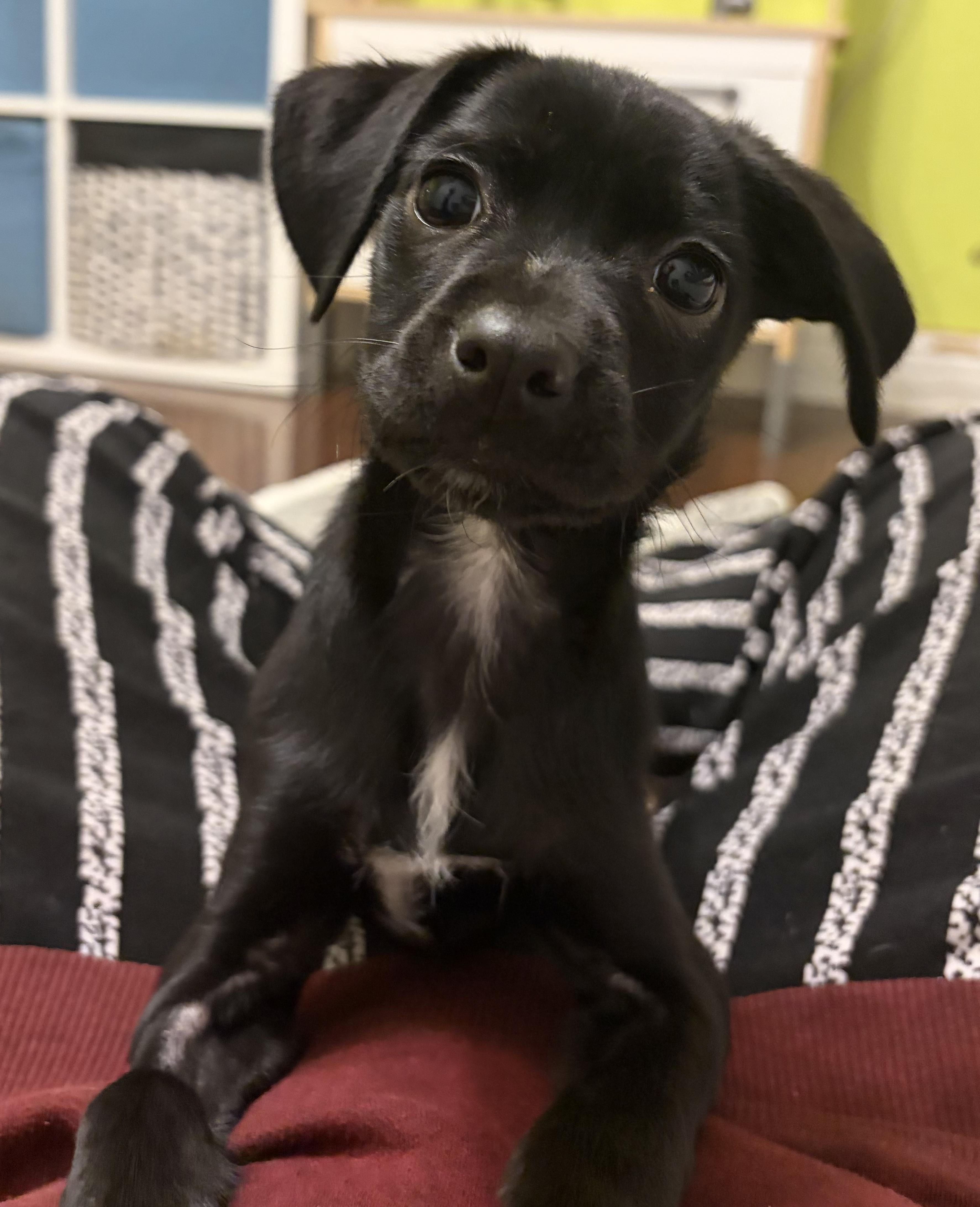 Clover, ADOPTABLE, Puppy Female Cavalier King Charles Spaniel & Beagle.