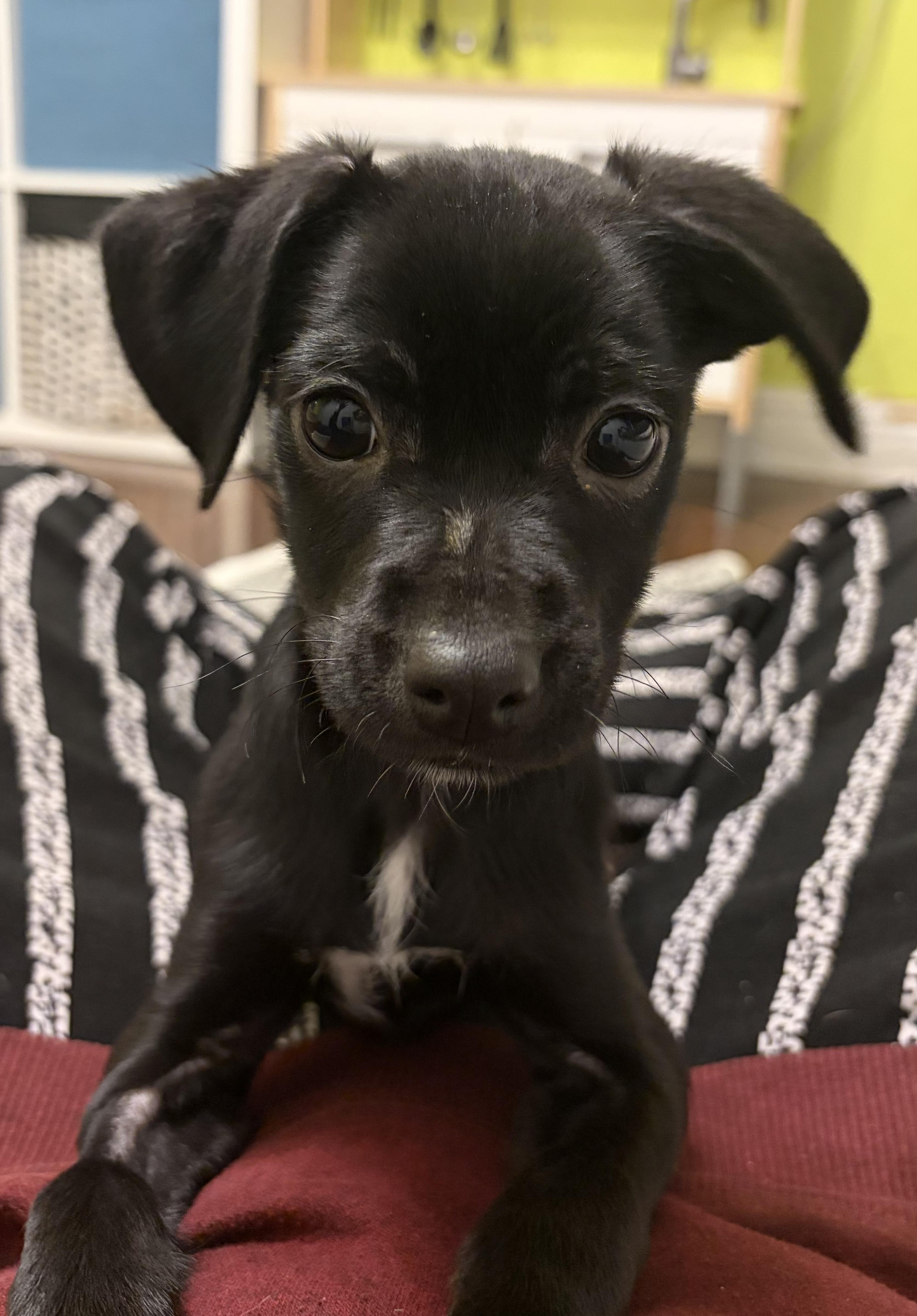 Enlarge Clover, a ADOPTABLE mixed breed in Penryn, CA image 2/3