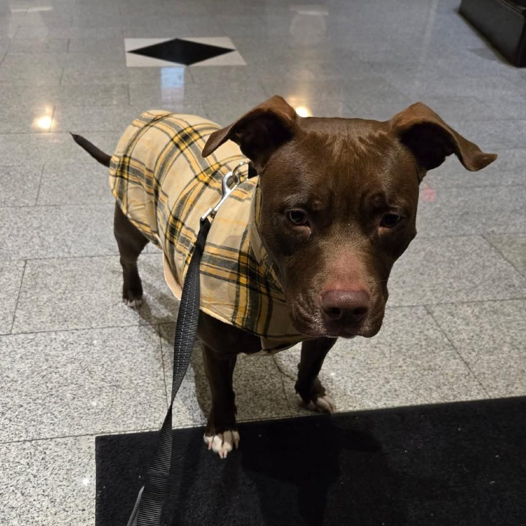 Story, Adoptable, Adult Female Terrier.