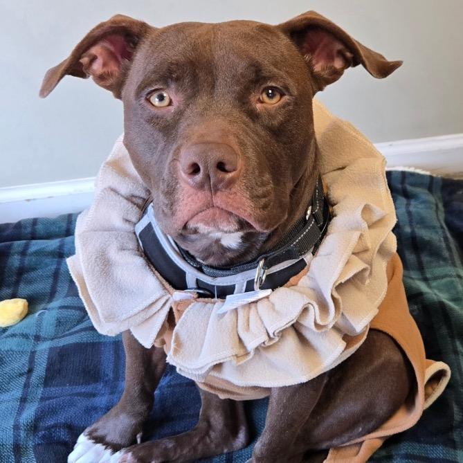 Enlarge Story, a Adoptable Terrier in St. Louis, MO image 2/6