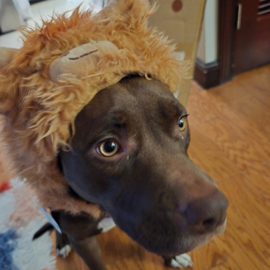 Enlarge Story, a Adoptable Terrier in St. Louis, MO image 3/6