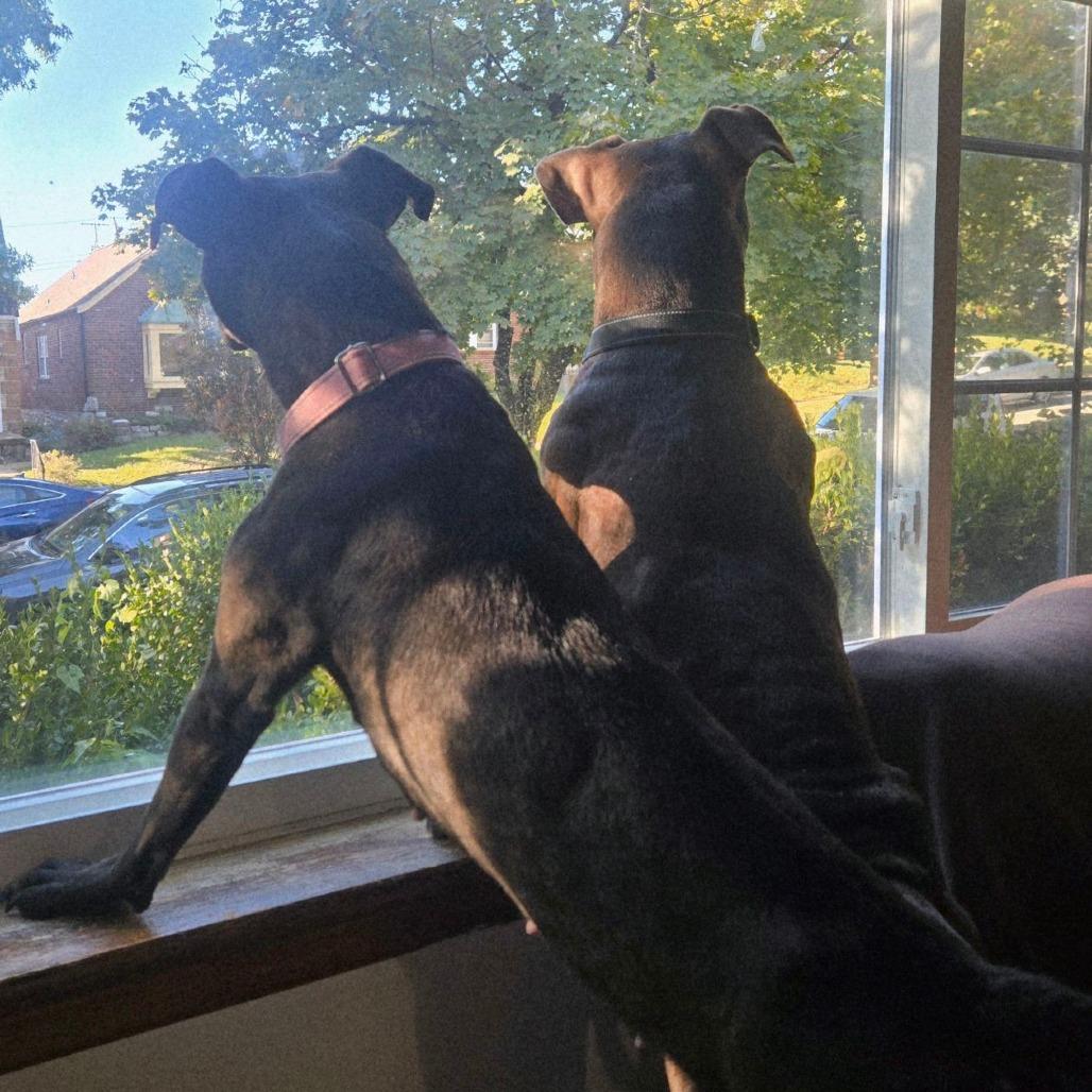 Enlarge Story, a Adoptable Terrier in St. Louis, MO image 4/6