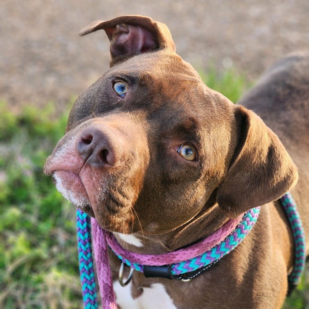 Enlarge Story, a Adoptable Terrier in St. Louis, MO image 5/6