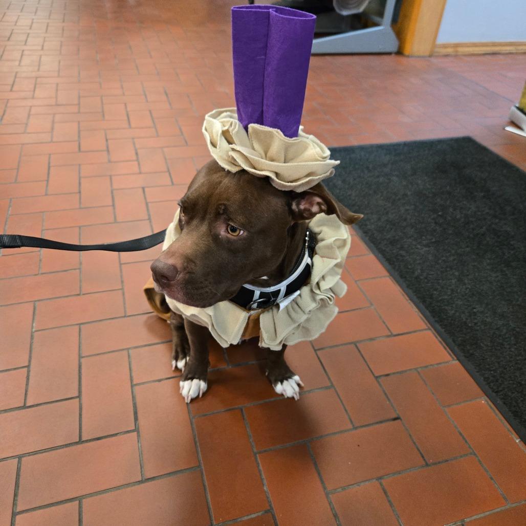 Enlarge Story, a Adoptable Terrier in St. Louis, MO image 6/6