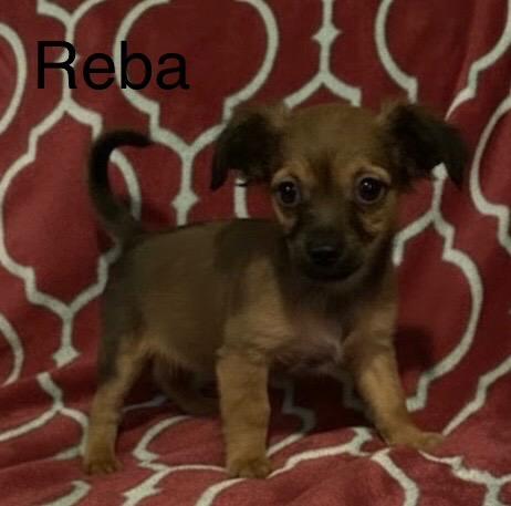 Reba, Adoptable, Puppy Female Shih Tzu & Chihuahua.