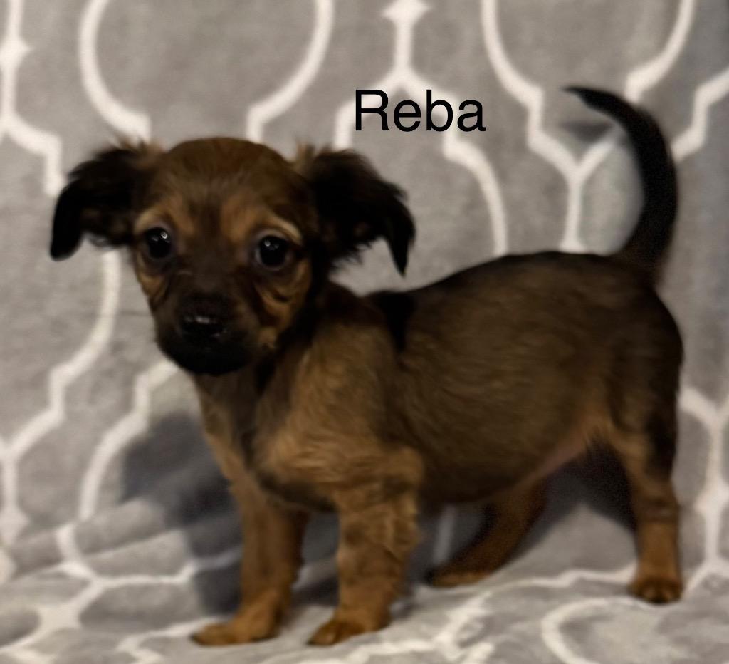 Reba, a Adoptable mixed breed in Junction, TX image 2/3