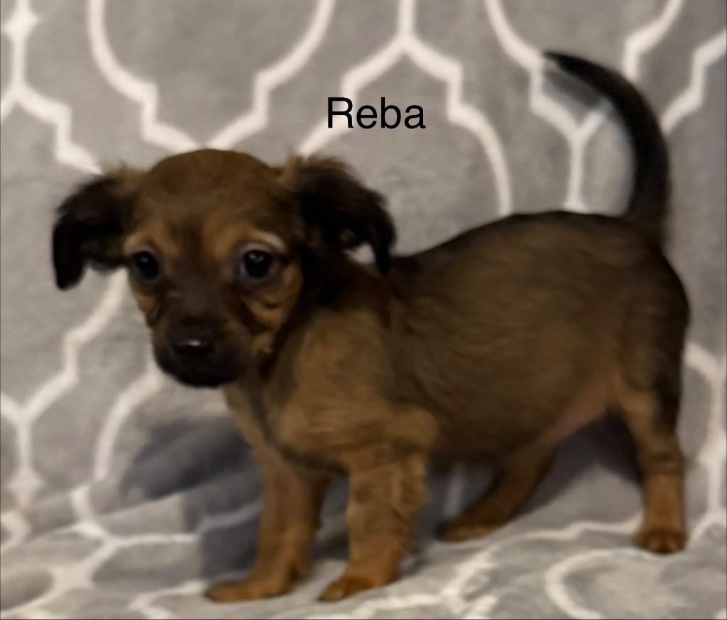 Reba, a Adoptable mixed breed in Junction, TX image 3/3