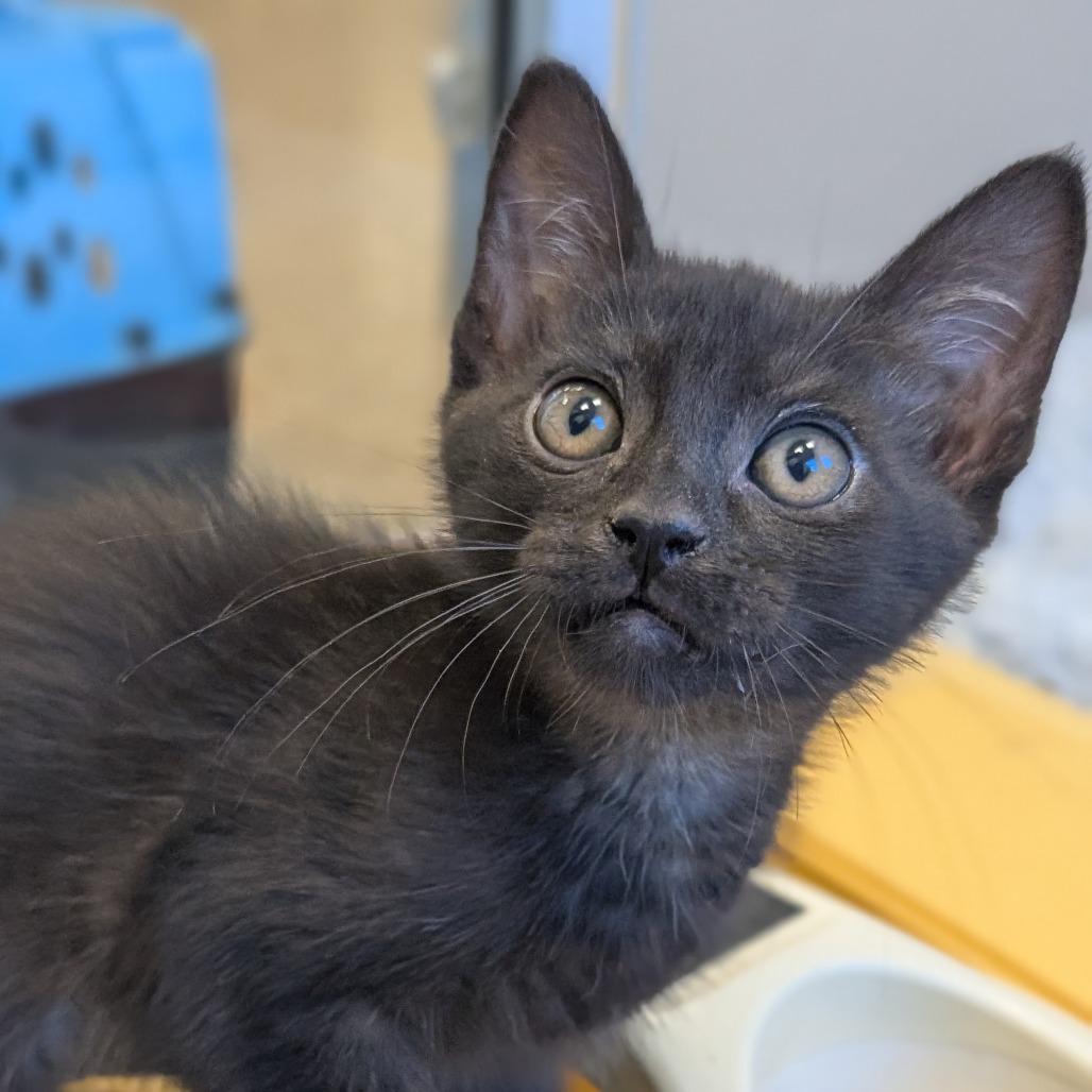 Piper, a Adoptable Domestic Medium Hair in Sonoma, CA image 1/4