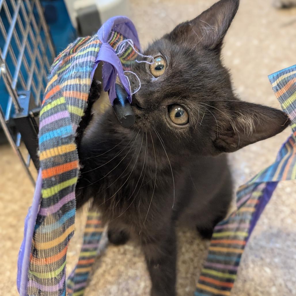 Piper, a Adoptable Domestic Medium Hair in Sonoma, CA image 2/4