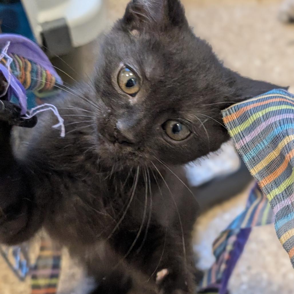 Piper, a Adoptable Domestic Medium Hair in Sonoma, CA image 3/4