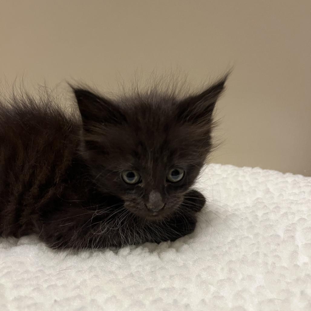 Piper, a Adoptable Domestic Medium Hair in Sonoma, CA image 4/4