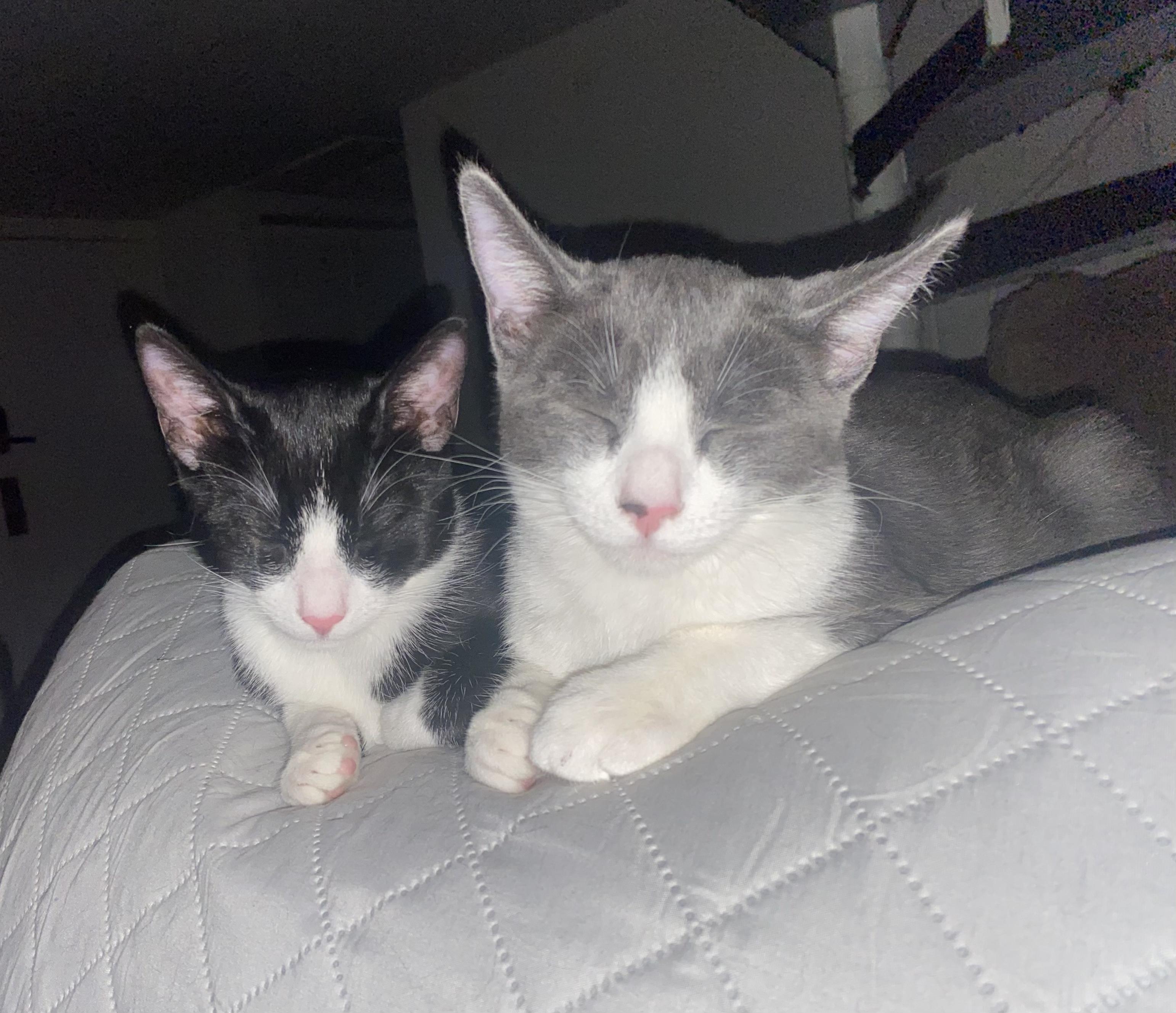 Tobi & Sonny (bonded brothers)