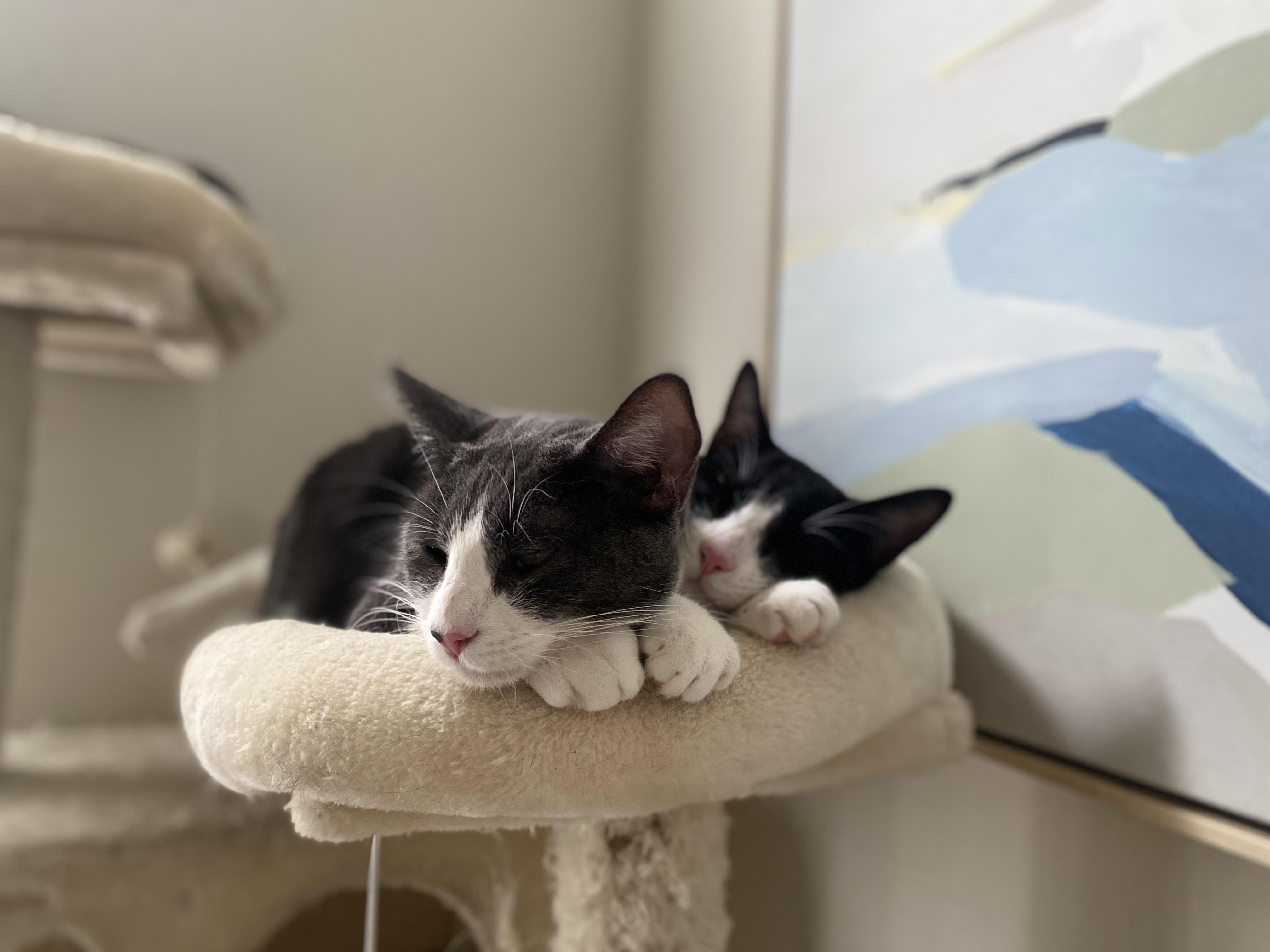 Cat for adoption - Tobi & Sonny (bonded brothers), a