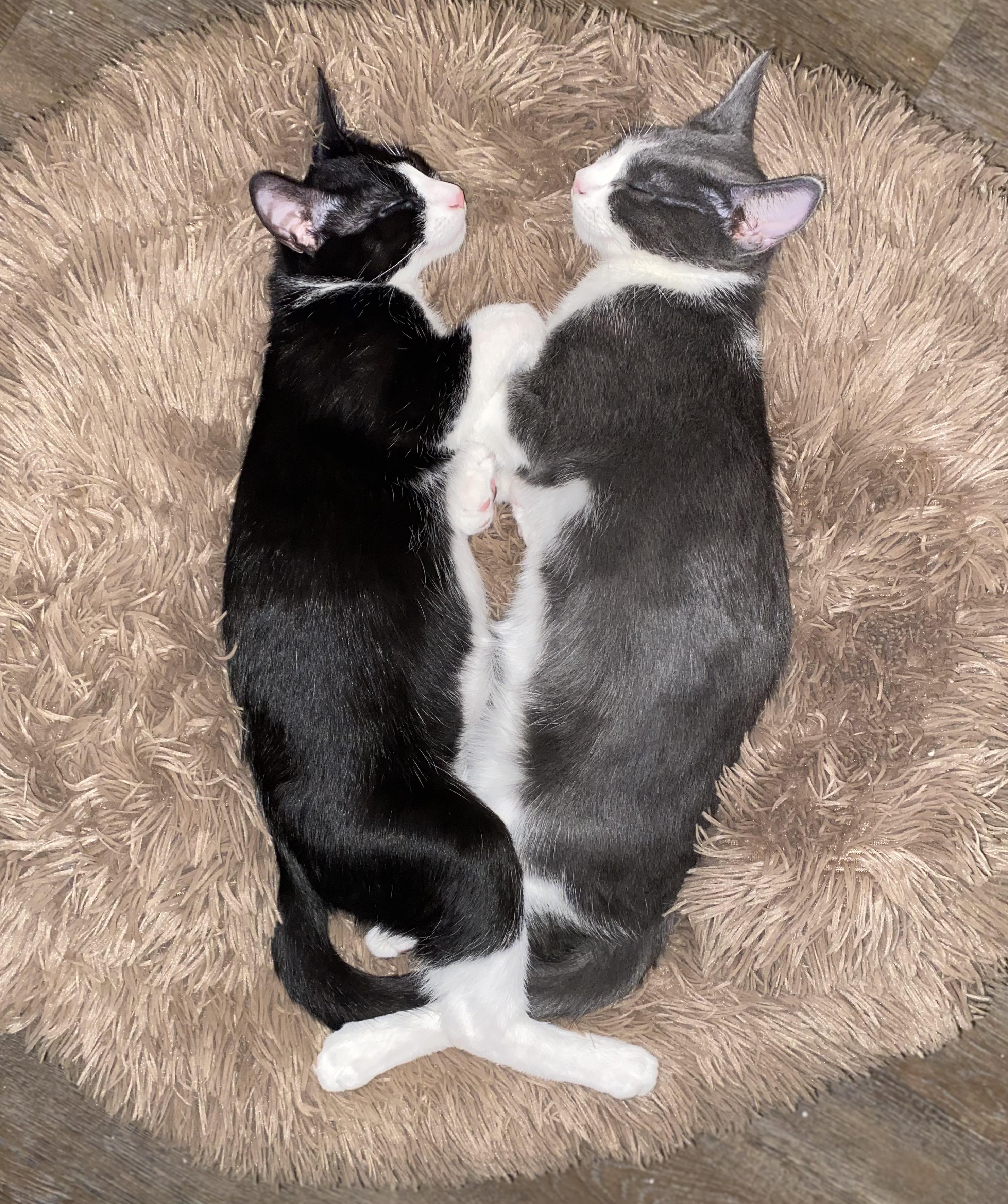 Tobi & Sonny (bonded brothers)