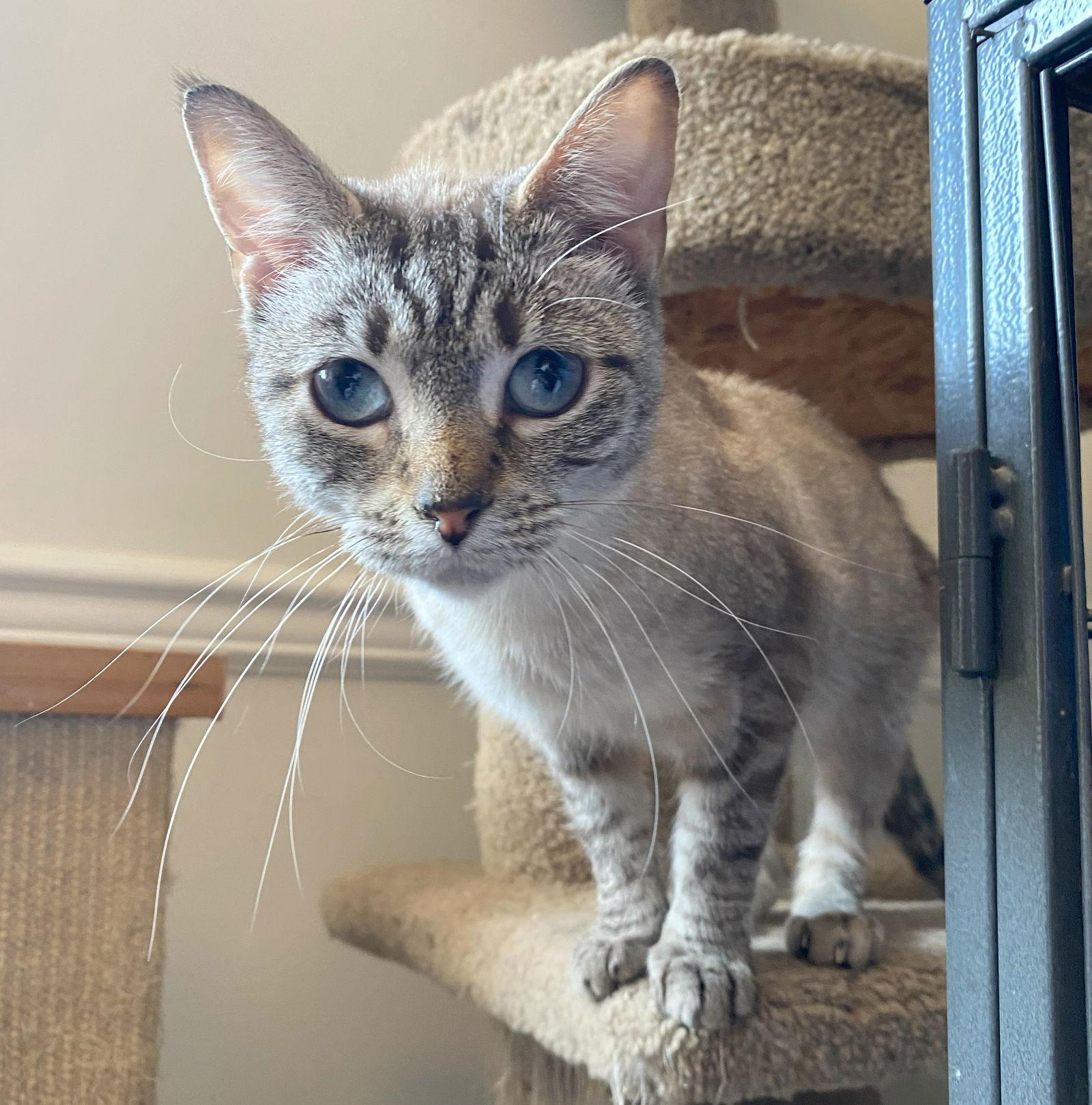 Enlarge Stormi (FeLV+), a Adoptable mixed breed in Gettysburg, PA image 1/3