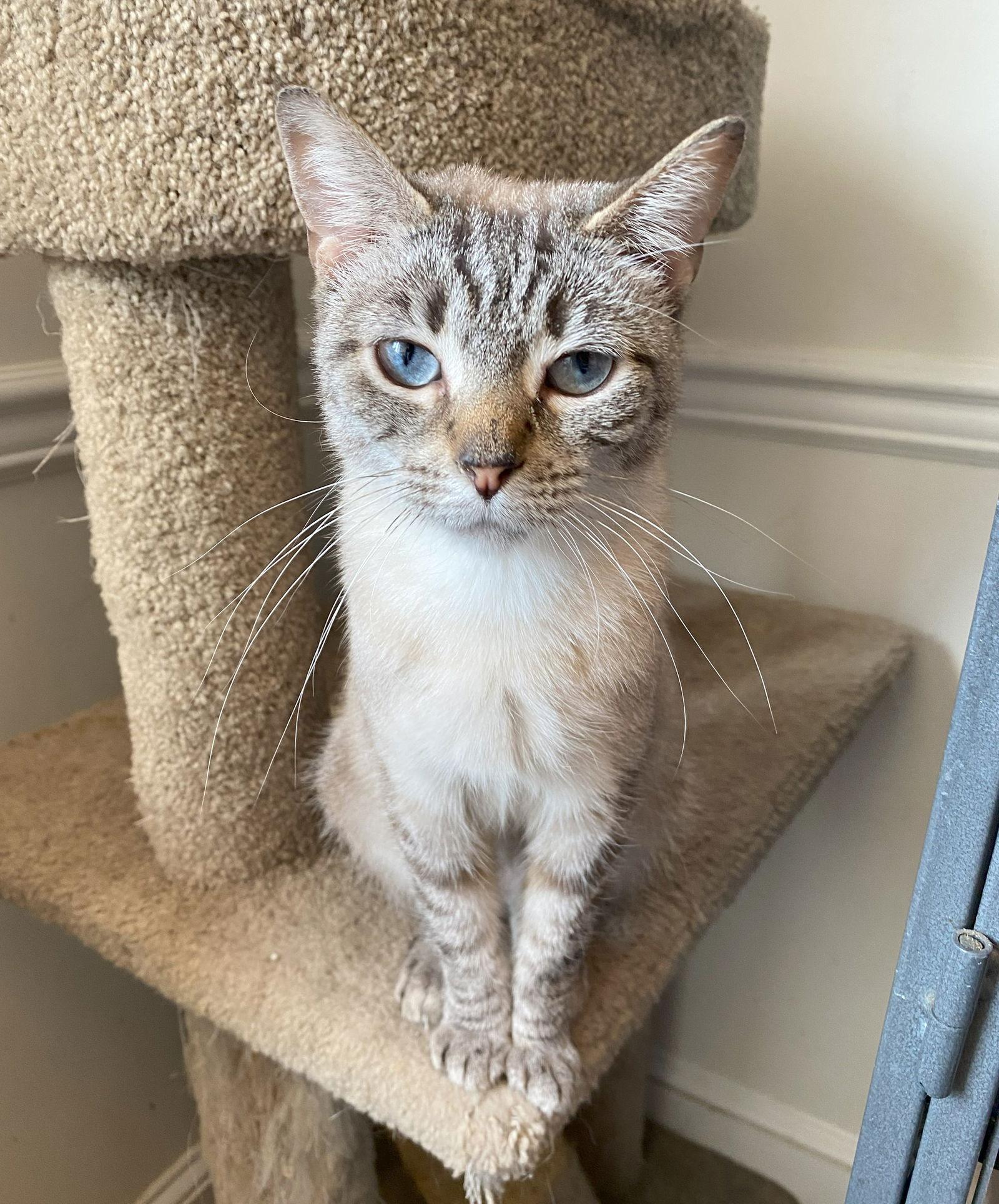 Enlarge Stormi (FeLV+), a Adoptable mixed breed in Gettysburg, PA image 2/3