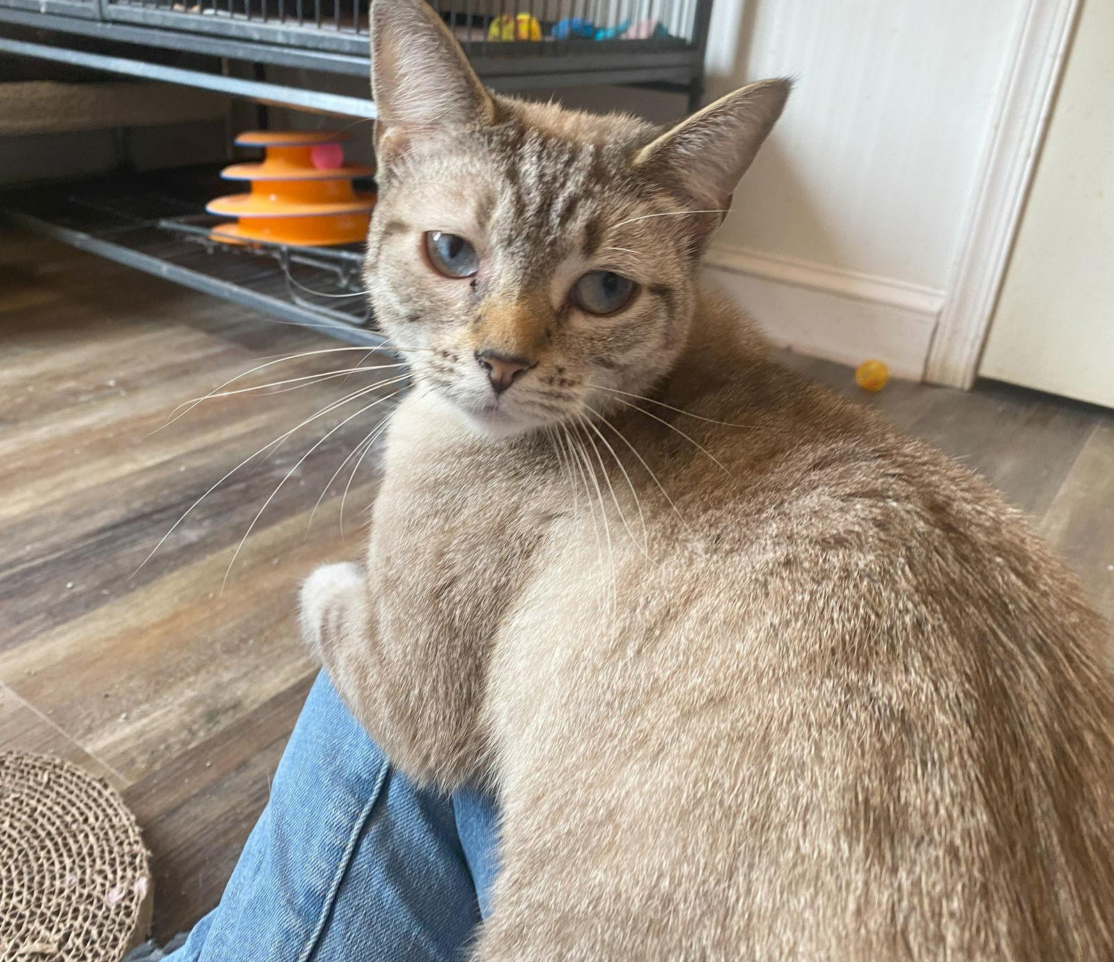 Enlarge Stormi (FeLV+), a Adoptable mixed breed in Gettysburg, PA image 3/3