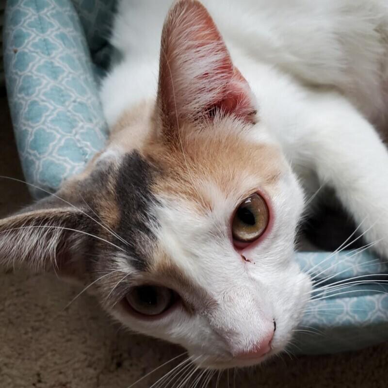 Amal, Adoptable, Adult Female Domestic Short Hair.