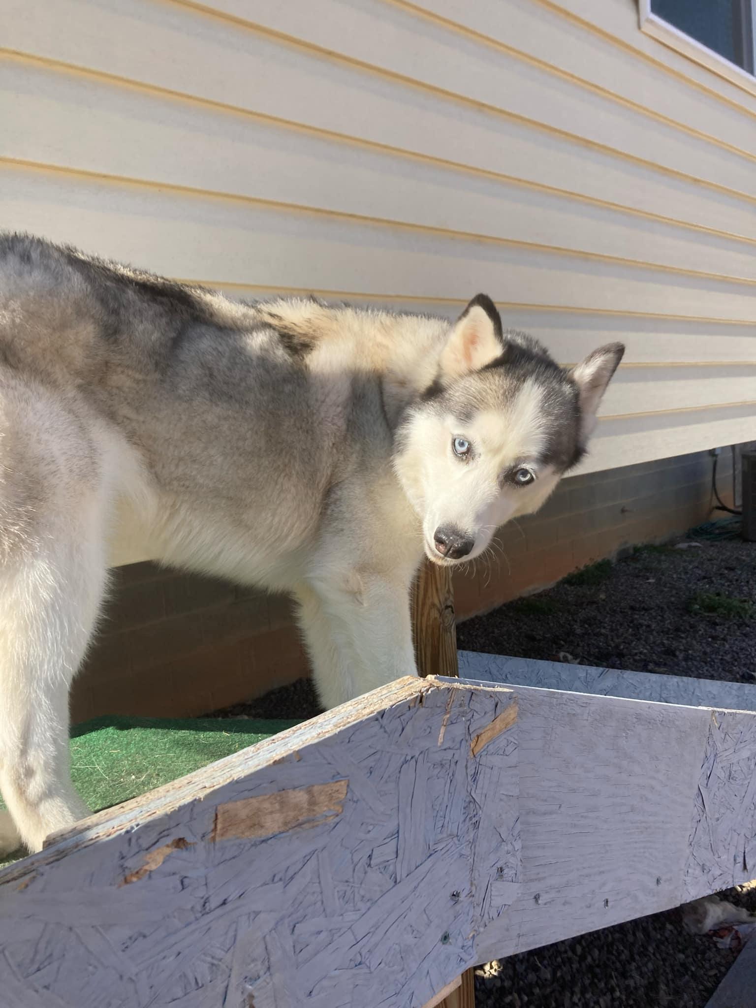 Enlarge Ghost, a Adoptable Siberian Husky in Stuart, VA image 1/4