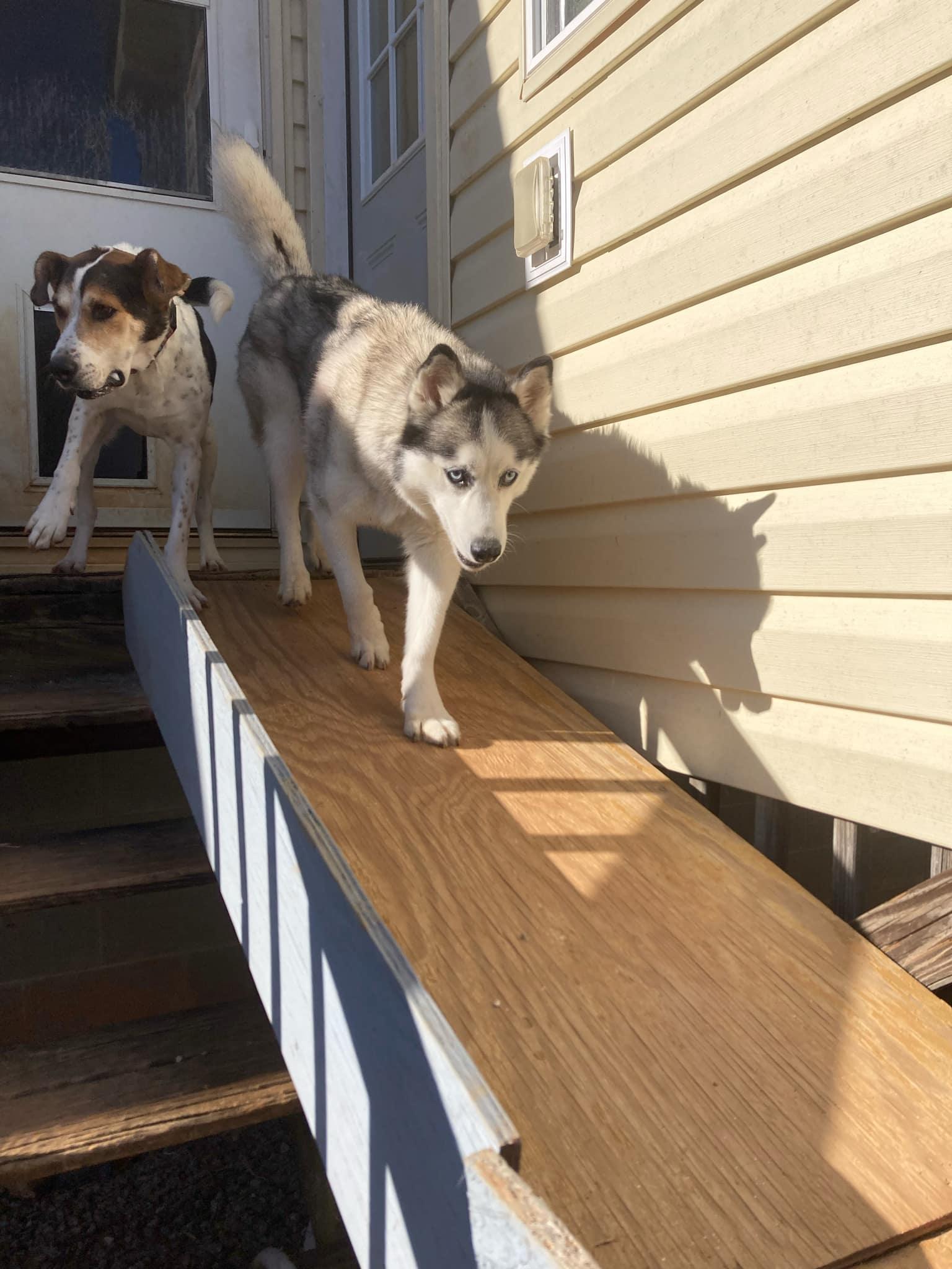 Enlarge Ghost, a Adoptable Siberian Husky in Stuart, VA image 2/4