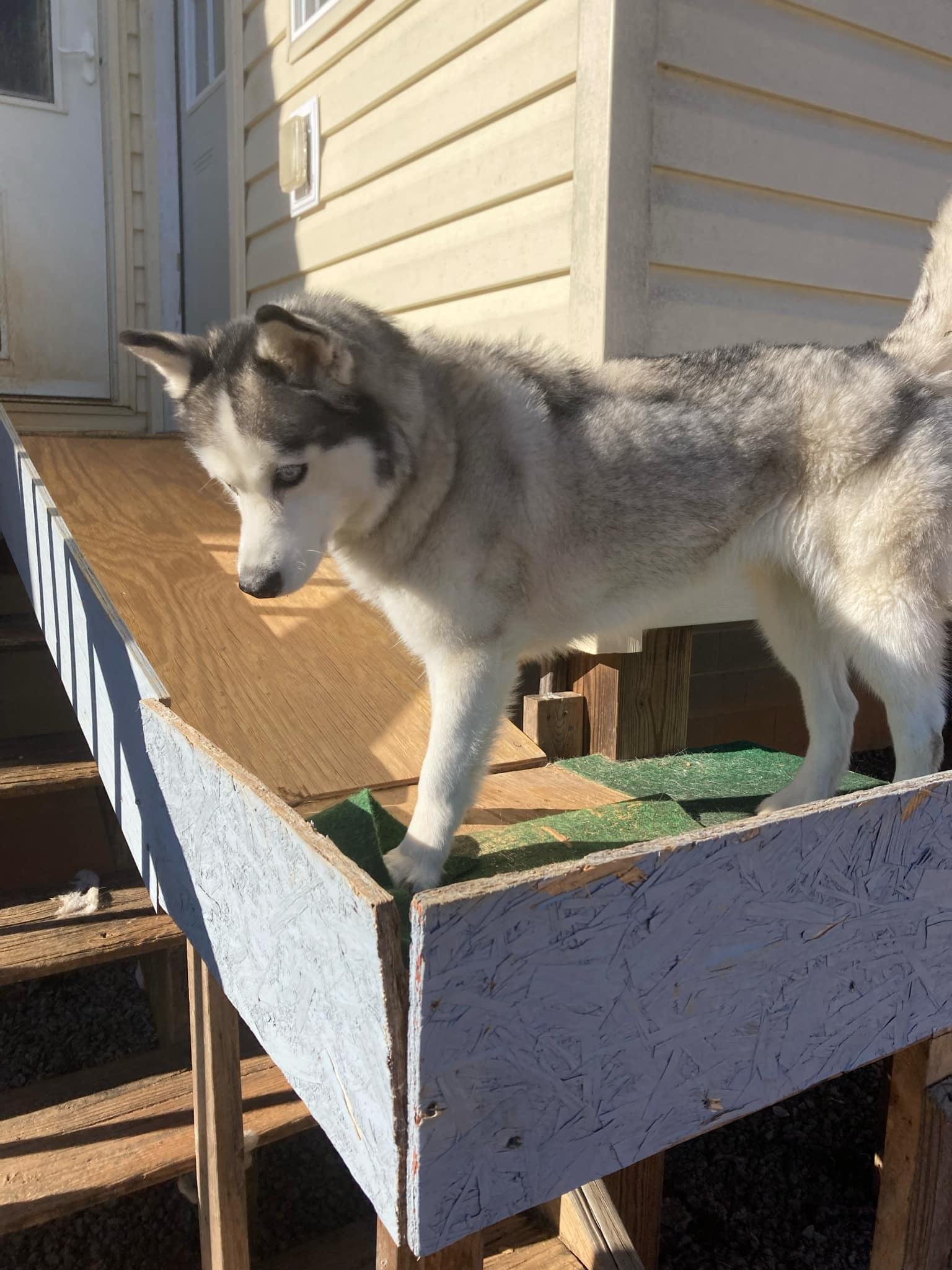 Enlarge Ghost, a Adoptable Siberian Husky in Stuart, VA image 3/4