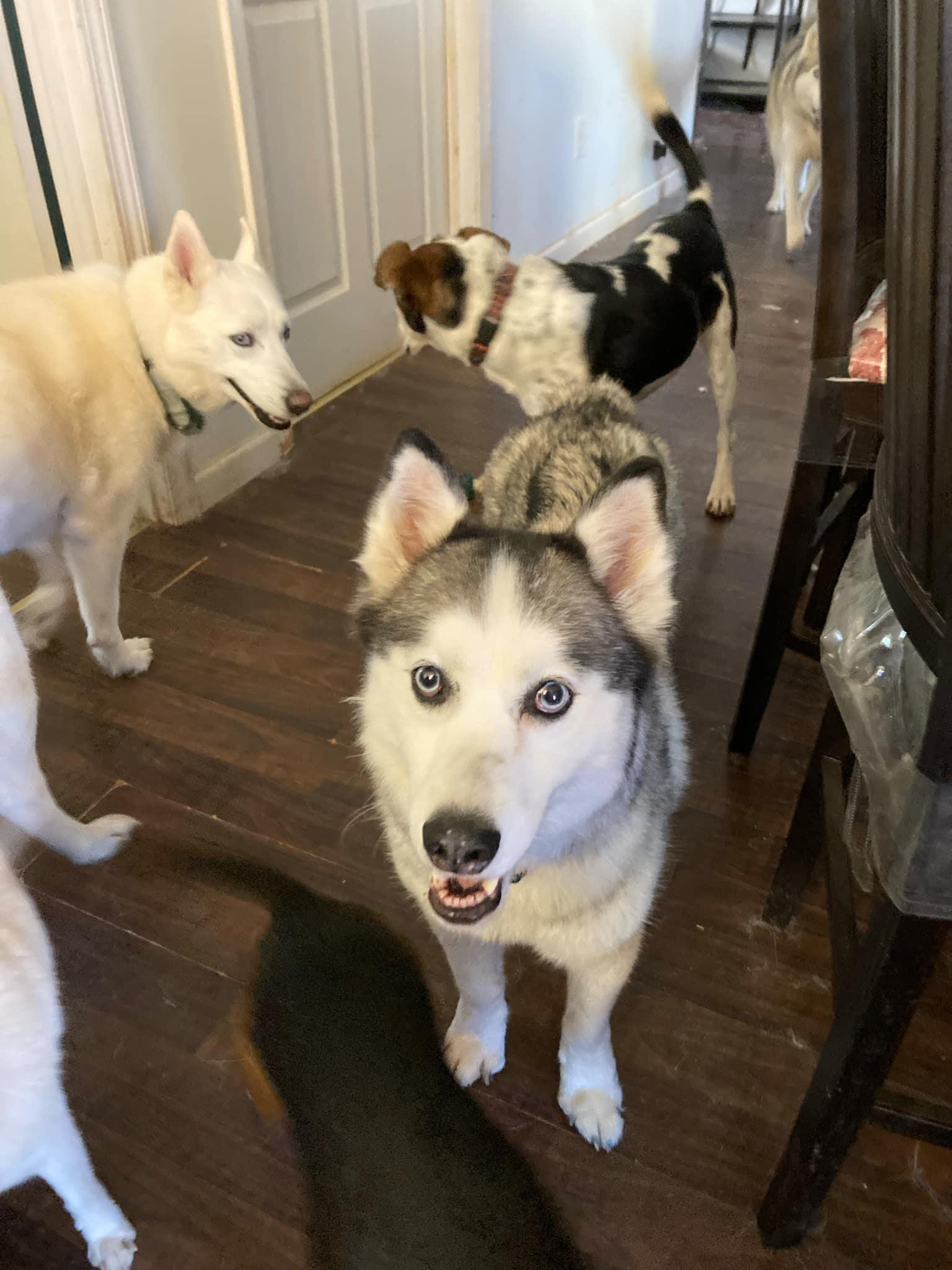 Enlarge Ghost, a Adoptable Siberian Husky in Stuart, VA image 4/4