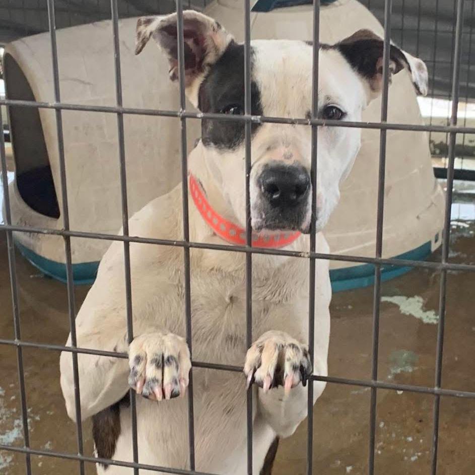 Enlarge Cali, a Adoptable Pit Bull Terrier in Hearne, TX image 1/1