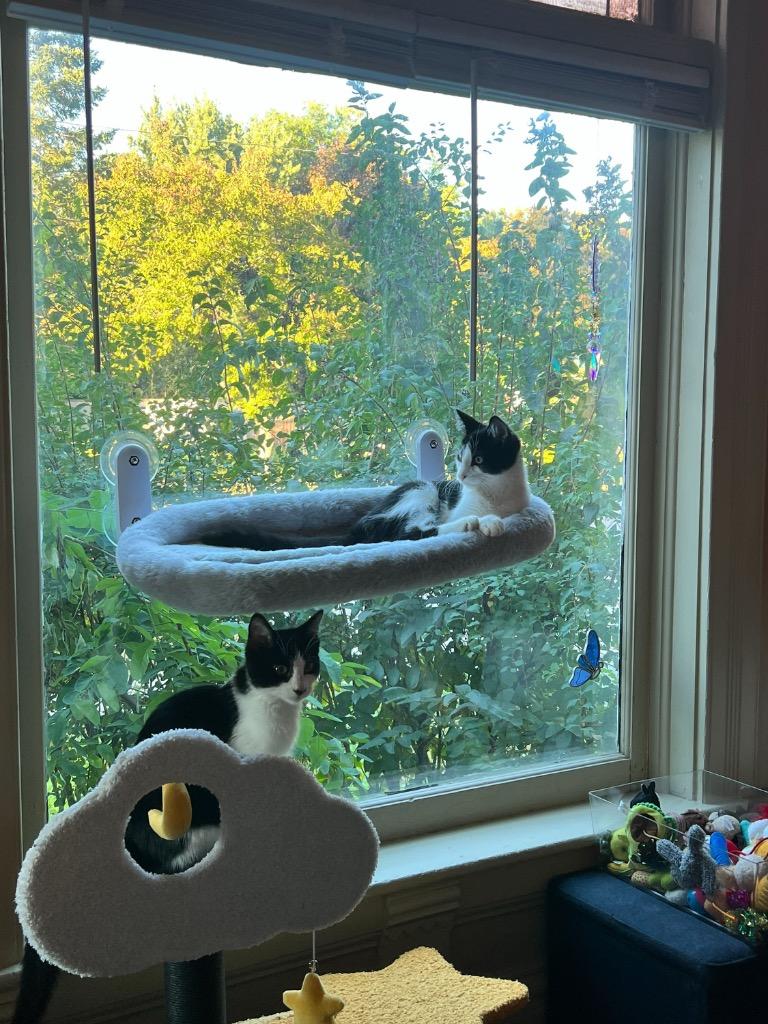 Pumpernickel, Adoptable, Young Female Domestic Short Hair.