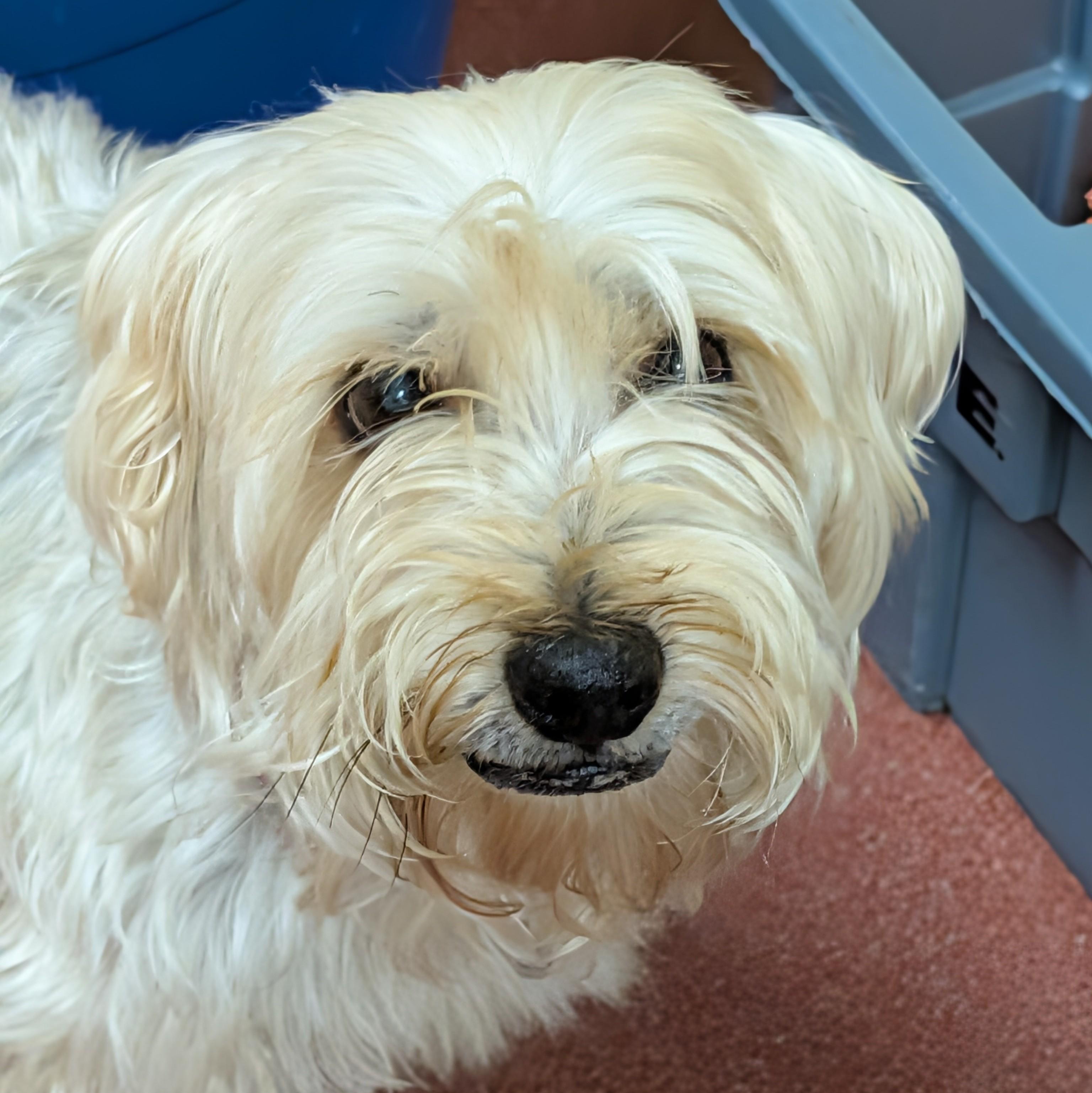 Enlarge Jasper, a ADOPTABLE Silky Terrier in Accident, MD image 2/6